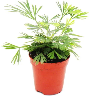Obrázok produktu pre Mini rastlinka - Actiniopteris australis - palmová papraď - ideálna do misky a pohárov - detská rastlina v 5,5 cm kvetináči