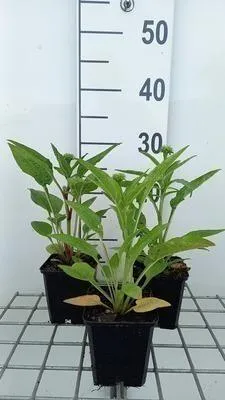 Produktbild von 6 x Echinacea purp. 'Lakota Red' - Sonnenhut - Topf 9 x 9 cm