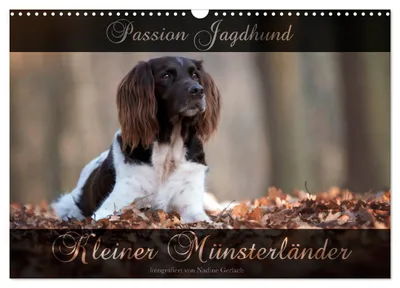 Produktbild von Passion Jagdhund - Kleiner Münsterländer (Wandkalender 2027 DIN A3 quer), CALVENDO Monatskalender
