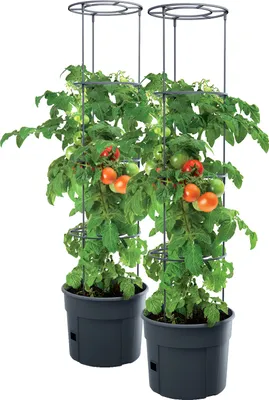 Produktbild von 2x Tomatenpflanze Pflanzkübel Pflanzen Tomate 28L Garten Terrasse PAFEN