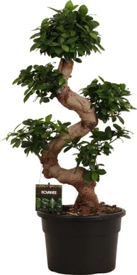 Produktbild von Trendyplants - Ficus Microcarpa Ginseng - Bonsai - Zimmerpflanze - Höhe 70-90 cm - Topfgröße Ø23cm