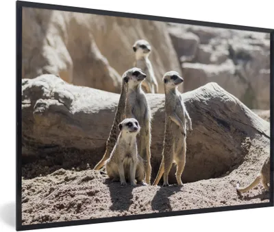 Produktbild von MuchoWow® Gerahmtes Poster Familie - Erdmännchen - Tiere 90x60 cm - Poster mit Schwarzem Bilderrahmen Wandposter Rahmen Foto Bilder - Fotorahmen - Foto-Plakat