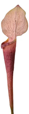 Produktbild von Clayre & Eef Kunstblume 75 cm Violett Kunststoff