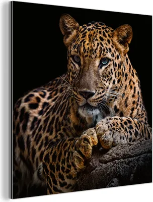Obrázok produktu pre Nástenná dekorácia Kovový kovový obraz Wall Art 50x50cm Divoká príroda - Panter - Portrét - Čierny - Zvieratá Muchowow Hliníkové obrazy