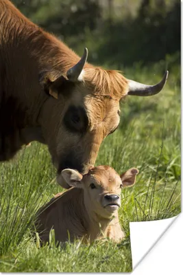 Produktbild von MuchoWow® Poster Kuh - Gras - Horn - Kalb 80x120 cm - Papierdruck