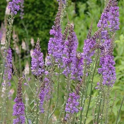 Produktbild von 6 x Purpurblütiges Leinkraut - Linaria purpurea  | Topf 9cm x 9cm