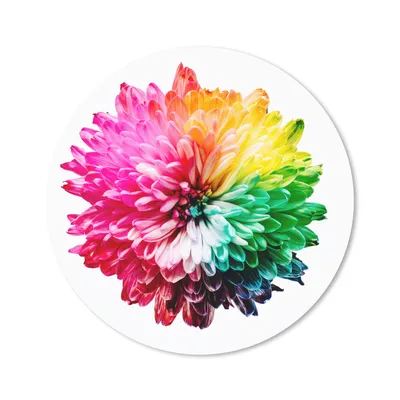 Produktbild von MuchoWow® Mauspad Mousepad Blumen - Regenbogen - Chrysantheme 20x20 cm - Mousepads - Maus Mat - Pad - Mausunterlage - Schreibtischmatte