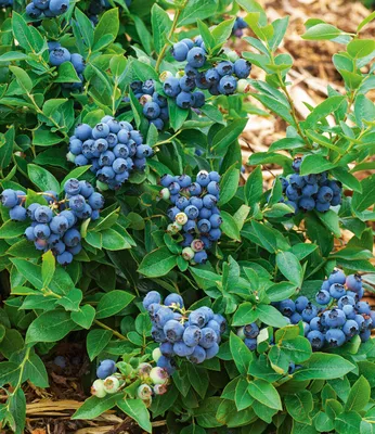Produktbild von BALDUR Garten 1x Trauben Heidelbeere 'Reka® Blue', Pflanze im 2 Liter-Topf, Blaubeeren Heidelbeeren Pflanze, Vaccinium corymbosum, reichtragend, wächst auf allen Gartenböden, winterhart
