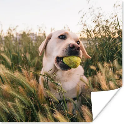 Produktbild von MuchoWow® Poster Labrador Retriever spielt mit einem Tennisball im Gras 50x50 cm - Wohnzimmerdekoration