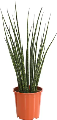 Produktbild von Dehner Bogenhanf Mikado, mehrtriebig, ca. 70-80 cm, Ø Topf 18 cm, Zimmerpflanze