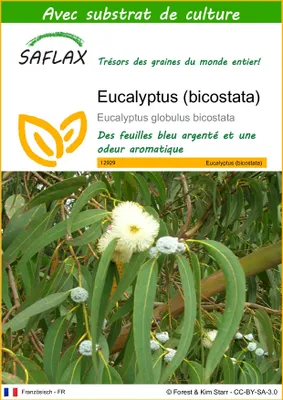 Image de SAFLAX  - Eucalyptus (bicostata) - 100 graines - Avec substrat - Eucalyptus