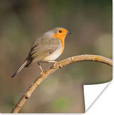 Produktbild von MuchoWow® Poster Rotkehlchen - Vogel - Natur 50x50 cm - Wohnzimmerdekoration