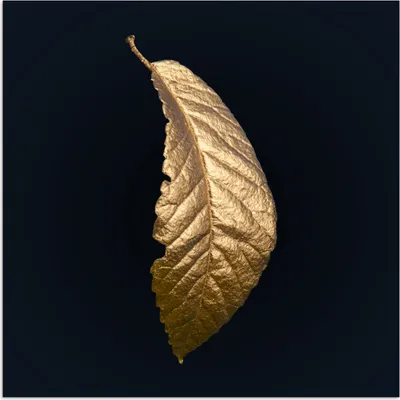 Produktbild von MuchoWow® Poster Blätter - Luxus - Gold - Schwarz - Natur 50x50 cm - Wohnzimmerdekoration