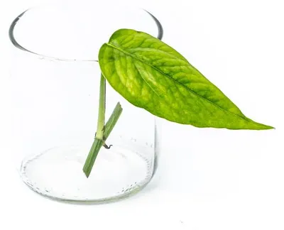 Obrázok produktu pre Gardners Epipremnum pinnatum Modrá forma - odrezky na zakorenenie