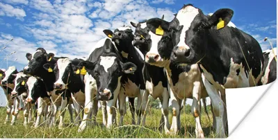 Produktbild von MuchoWow® Poster Kühe - Gras - Wiese - Tiere 150x75 cm - ohne Rahmen