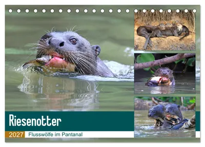 Produktbild von Riesenotter - Flusswölfe im Pantanal (Tischkalender 2027 DIN A5 quer), CALVENDO Monatskalender