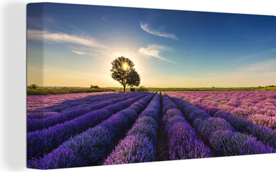 Obrázek produktu pro OneMillionCanvasses® Malba na plátně Nástěnná malba na plátně - Levandule - Slunce - Strom - Květy - Fialová - 40x20cm