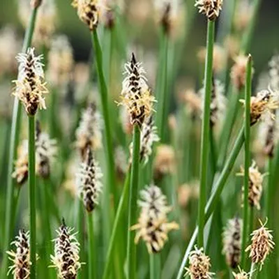 Productafbeelding van Moerings Eleocharis Palustris | Waterbies | In 9CM pot