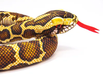 A close-up studio shot of a plush toy snake.