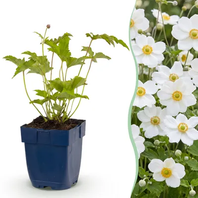 Image de Green boutiQ - Plante vivace - Anémone hybr. Hon. Jobert - Anémone d'automne - Ombre - Blanc - 12 plants - Pot de 11 cm - Hauteur : 15-25 cm