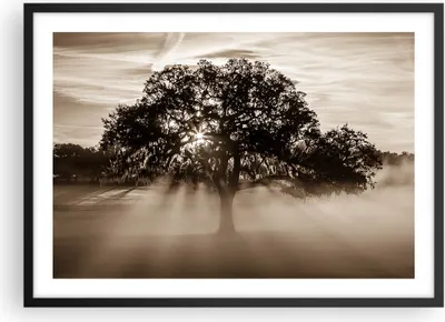 Produktbild von Gerahmtes Poster - Schwarzer Rahmen - Baum Feld Natur - 70x50 cm - Wand Bild - Wanddeko - Wandbilder - Kunstposter - Wandposter - Bilderrahmen - Bilder - Kunstdruck - Wandbild - P2BAA70x50-3811
