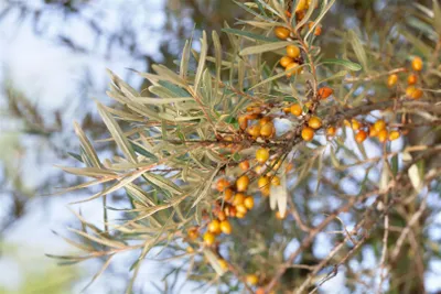 Produktbild von Hippophae rhamnoides 'Orange Energy', Sanddorn, orange, 40–60 cm