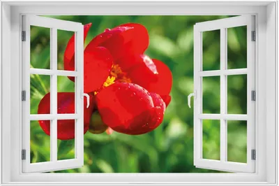 Produktbild von Wallario Wandbild mit Fenster-Illusion: Wilde rote Pfingstrose in Nahaufnahme, Größe: 61 x 91,5 cm, Poster mit weißem Aluminiumrahmen