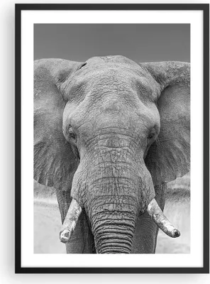 Produktbild von Gerahmtes Poster - Schwarzer Rahmen - Elefant Afrika Tier - 50x70 cm - Wand Bild - Wanddeko - Wandbilder - Kunstposter - Wandposter - Bilderrahmen - Bilder - Kunstdruck - P2BPA50x70-5072
