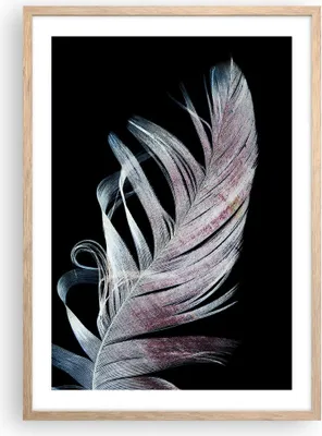 Produktbild von Gerahmtes Poster - Rahmen in heller Eiche - Feder die Farben Zartheit - 50x70 cm - Wand Bild - Wanddeko - Wandbilder - Kunstposter - Wandposter - Bilderrahmen - Bilder - Kunstdruck - P2NPA50x70-4959
