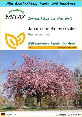 Produktbild von SAFLAX Geschenk Set - Japanische Blütenkirsche - Prunus serrulata - 30 Samen - Mit Geschenkbox, Versandaufkleber, Geschenkkarte und Anzuchtsubstrat
