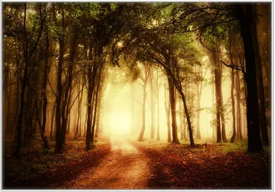 Produktbild von Wallario Wandbild Sonnenuntergang auf dem Waldweg, Größe: 70,30 x 100,30 cm, Poster mit weißem Kunststoffrahmen