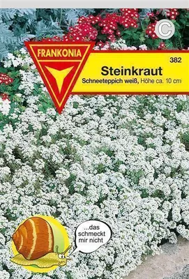 Produktbild von Steinkraut weiß