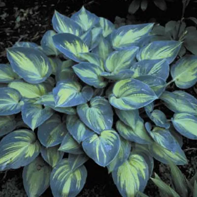 Immagine prodotto di 6 x Hosta 'June' (Hartlelie) | Vaso da 9 cm x 9 cm