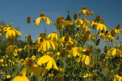 Produktbild von Rudbeckia nitida 'Herbstsonne', Sonnenhut, gelb, ca. 11x11 cm Topf