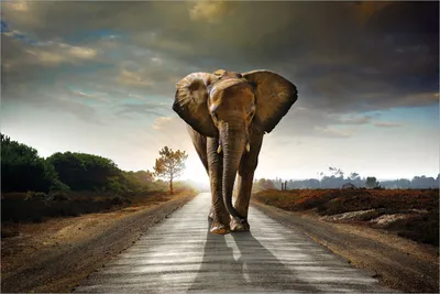 Produktbild von Wallario selbstklebendes Poster - Elefant bei Sonnenaufgang in Afrika, Größe: 61 x 91,50 cm