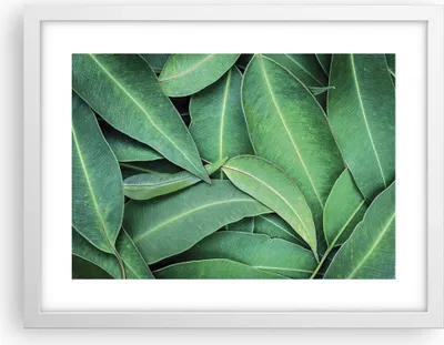 Produktbild von Gerahmtes Poster - Weißer Rahmen - Blätter Eukalyptus Natur - 40x30 cm - Wand Bild - Wanddeko - Wandbilder - Kunstposter - Wandposter - Bilderrahmen - Bilder - Kunstdruck - P2WAA40x30-4933
