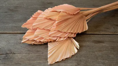Produktbild von Palmenblatt 'Speer', groß, 10 Stück, ca. 30-40cm, Farben wählbar, Farbe:Hellpink
