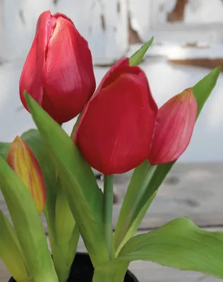 Produktbild von artplants.de Künstliche Tulpe Caitlyn im Dekotopf, pink-grün, 25cm, Ø2-6cm - Kunststoffpflanze/Tulpe künstlich