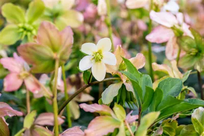 Produktbild von Helleborus niger 'Praecox', Christrose, weiß, ca. 11x11 cm Topf