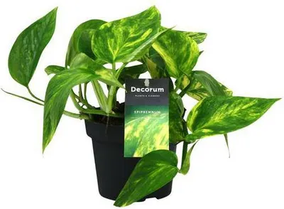 Immagine prodotto di Efea Epipremnum Pinnatum HiColor Ø12 cm ↕20 cm Pianta da appartamento di facile manutenzione