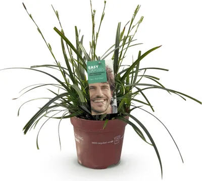 Obrázok produktu pre Okrasná tráva Carex oshimensis Intense Green - intenzívna zelená - vždyzelená a