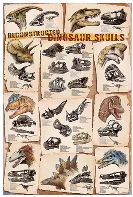 Obrázok produktu pre Dinosaurus – Donausor Skulls – 61 x 91,5 cm – plagát
