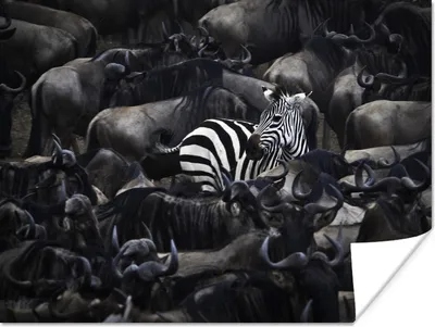 Produktbild von MuchoWow® Poster Zebra - Tiere - Nahaufnahme 120x90 cm - Wandbild