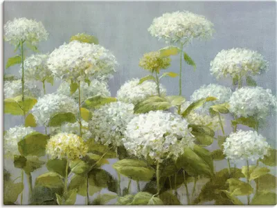 Produktbild von ARTland Leinwandbild Weißer Hortensien Garten Größe: 60x45 cm