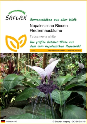 Produktbild von SAFLAX - Nepalesische Riesen - Fledermausblume - 10 Samen - Tacca nevia white