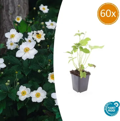Produktbild von Zierstaude – Herbstanemone – Anemone hupehensis 'Honorine Jobert' – 9-cm-Topf – Set mit 60 Pflanzen