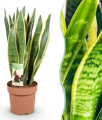 Immagine prodotto di Sansevieria Laurentii - Lingua femminile - Bassa manutenzione - Verde - 70-80cm - Ø21cm - Pianta d'appartamento - Sempreverde