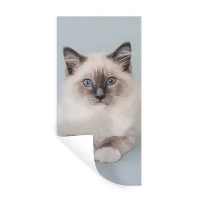 Produktbild von MuchoWow® Wandtattoo Wandsticker Wandaufkleber Katze - Ragdoll Katze - Blau - Mädchen - Kinder - Jungen - Kind 60x120 cm Selbstklebend und Repositionierbar - Selbstklebend - Fototapeten