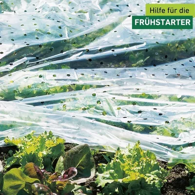A close-up view of a garden bed covered with perforated plastic sheeting, with lettuce plants visible underneath and in the foreground.