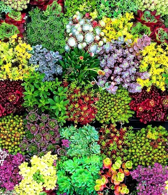 Produktbild von BALDUR Garten 6er Staudenbeet Trockenheits-Künstler Pflanzen im 9x9 cm-Topf, winterhart, ein Mix aus 3 Sedum, 1 Saxifraga, 1 Sempervivum und 1 Thymian, winterharte Stauden, trockenresistent